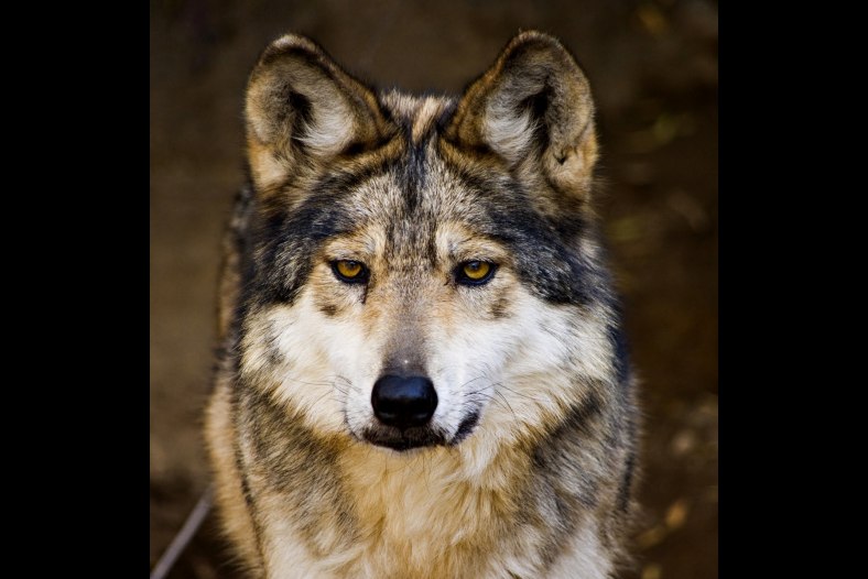 Wolf Stare